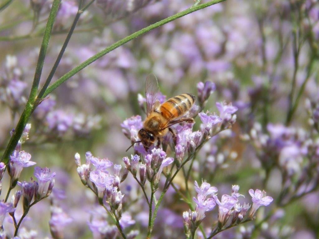 Apiflore Garéoult Exteriér fotografie