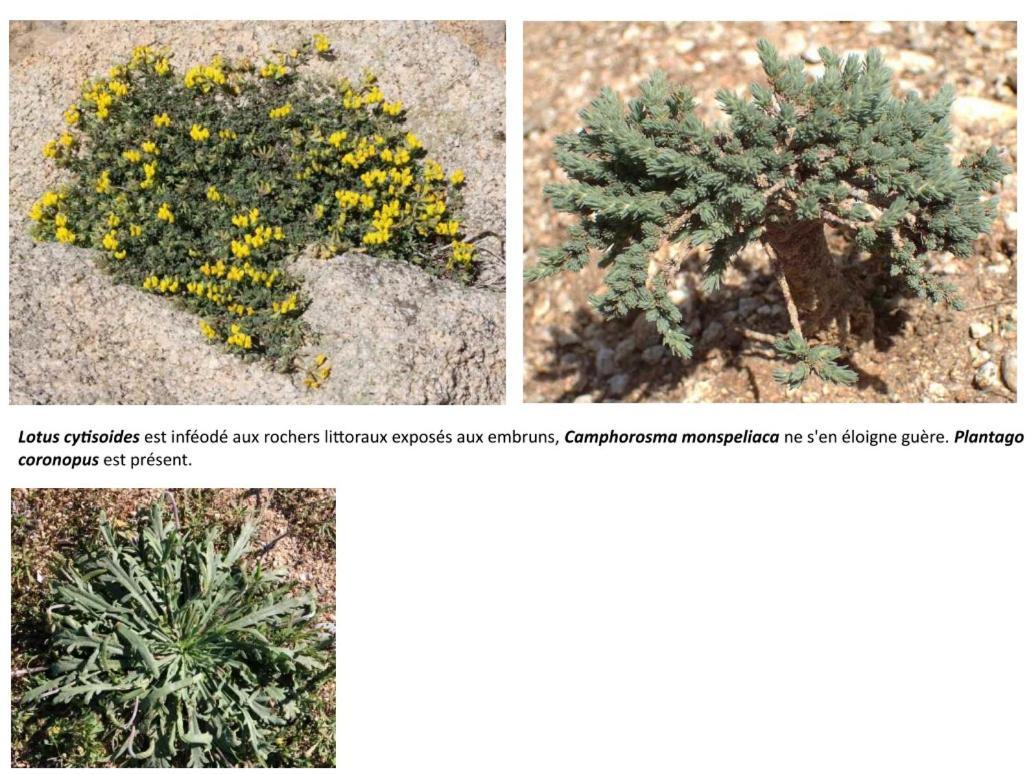 Apiflore Garéoult Exteriér fotografie