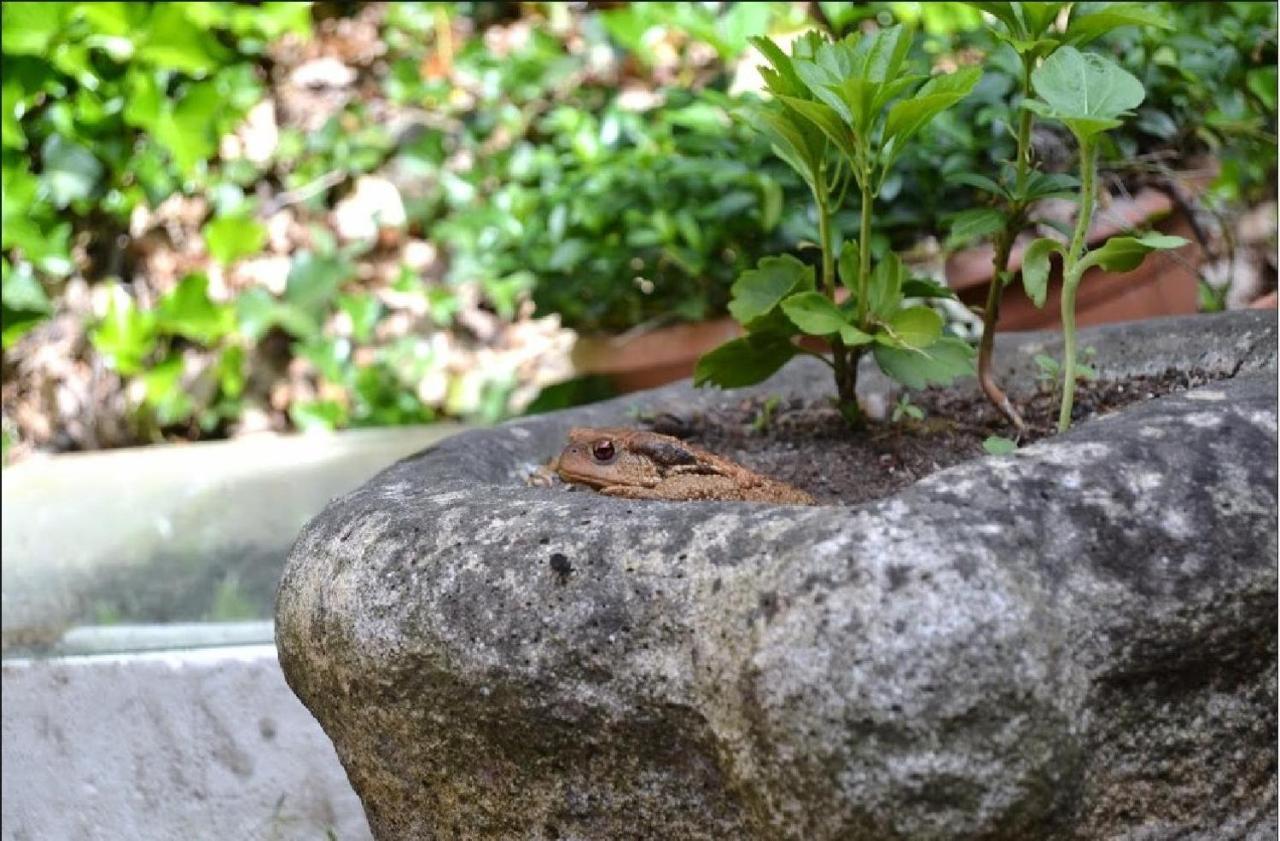 Apiflore Garéoult Exteriér fotografie
