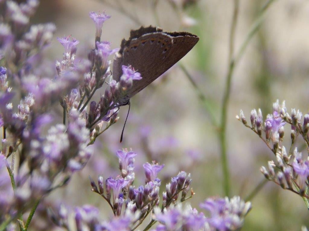 Apiflore Garéoult Exteriér fotografie