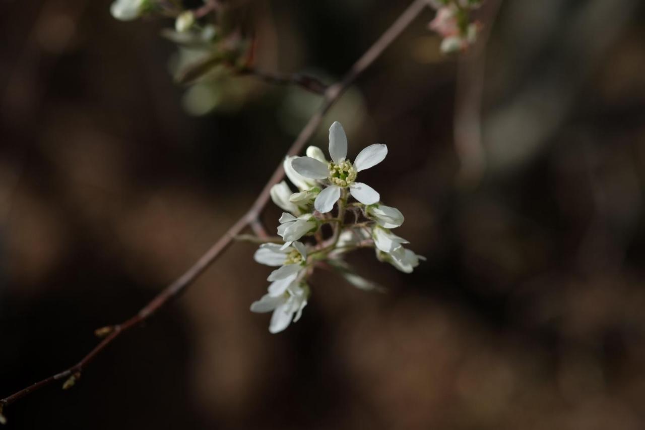 Apiflore Garéoult Exteriér fotografie