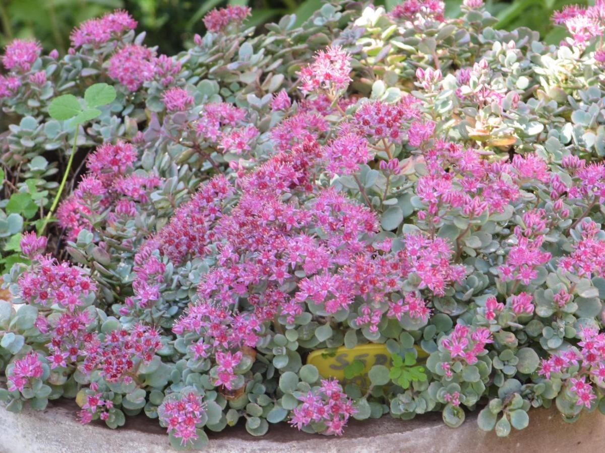 Apiflore Garéoult Exteriér fotografie