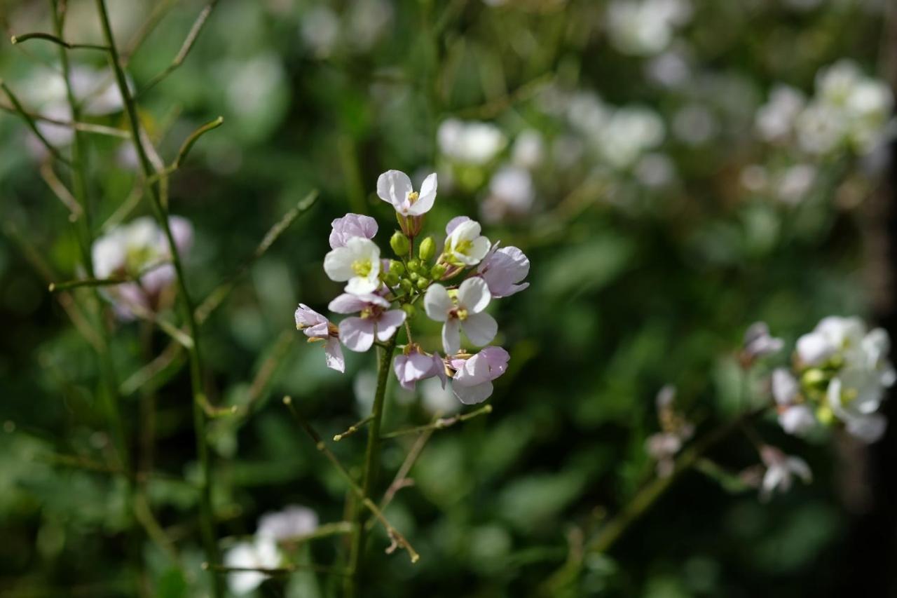 Apiflore Garéoult Exteriér fotografie